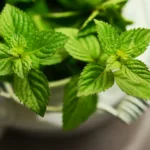 Peppermint for Acid Reflux