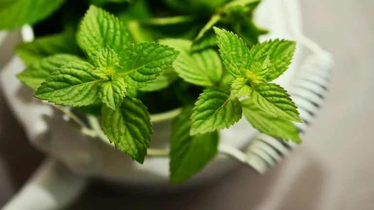 Peppermint for Acid Reflux: Natural Relief