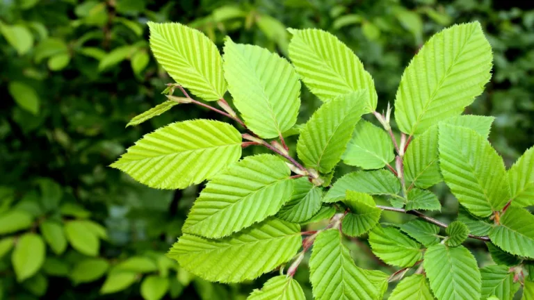 Slippery Elm for Acid Reflux: Dosage and Administration