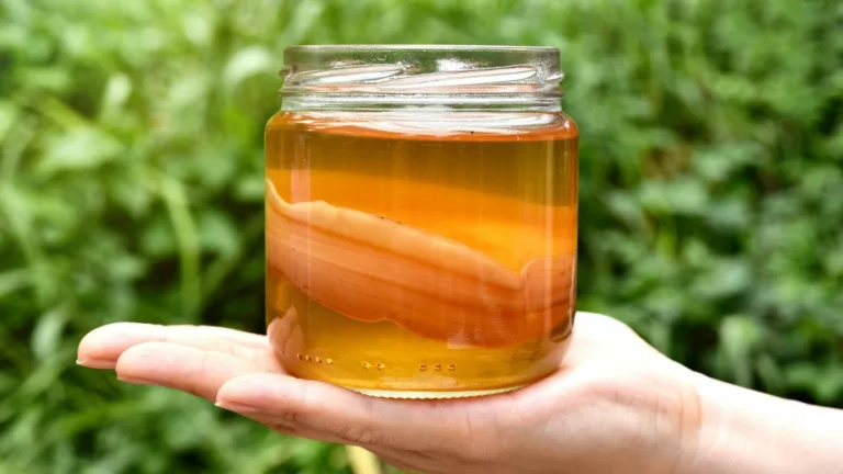 Exploring the Role of Kombucha in Acid Reflux Management