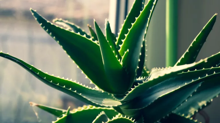 Harnessing Aloe Vera for Acid Reflux Relief – A Soothing Solution